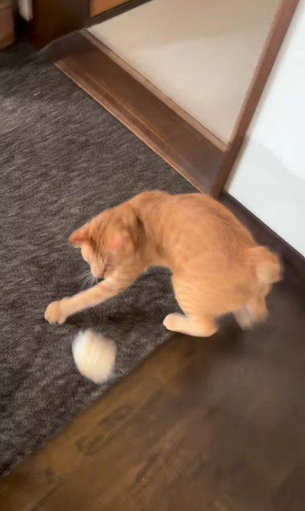 パンを追いかける猫