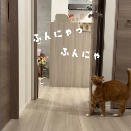 顔を上げてしっぽを立てる猫