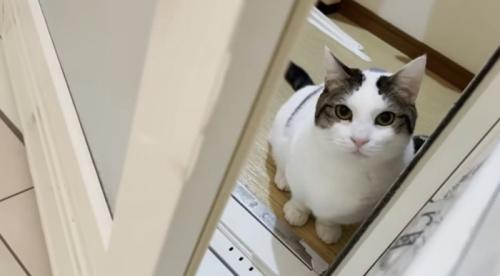 お風呂の入り口にいる猫