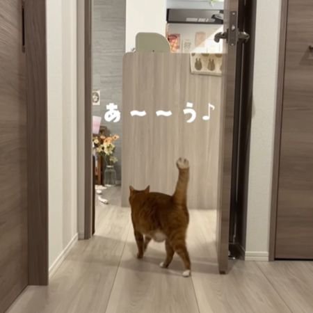 しっぽを立てて歩く猫の後ろ姿