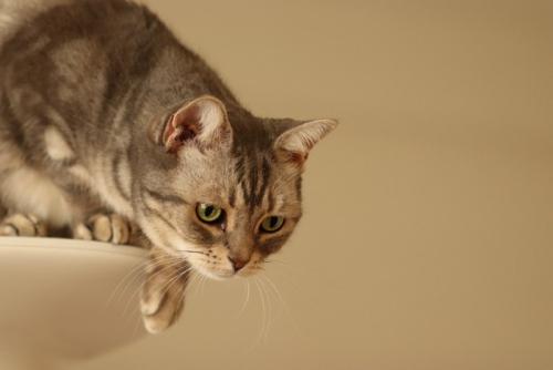 何かを狙う猫