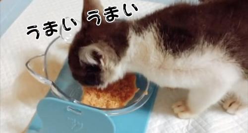 喋りながらウェットフードを食べる子猫