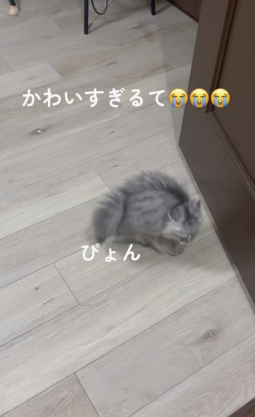 ぴょんぴょん動く子ネコ