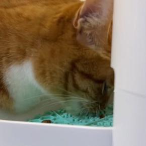 ごはんを食べ終えて満腹になった猫→歩き始めると…まさかの『可愛すぎる行動』が80万再生「ほんと歌ってるｗ」「20回くらい見てしまった」