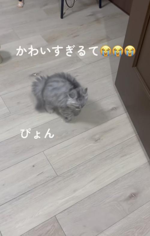 跳ねながら歩く子ネコ