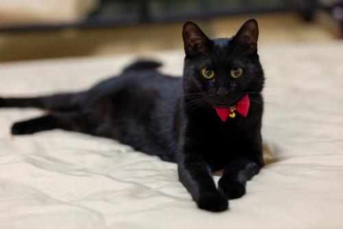 見つめる黒猫