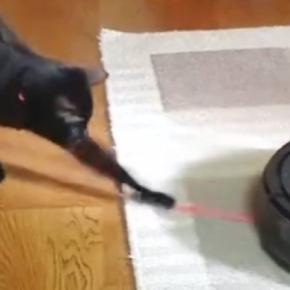 ロボット掃除機に吸い込まれそうになった『猫じゃらし』→黒猫が追いかけ始めると…可愛すぎる展開に「頑張ってるねｗ」「応援にきて笑った」の声