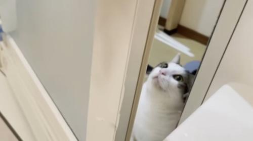 お風呂の入り口にいる猫