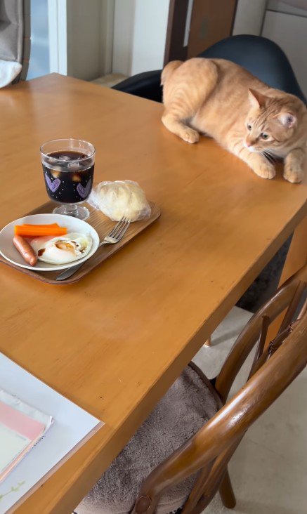 朝食を見つめる猫