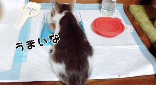 喋りながらウェットフードを食べる子猫