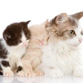 猫の遺伝に関する『豆知識』3選　実はさまざまな特徴に影響を与えている？