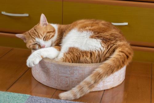 丸くなって寝る猫
