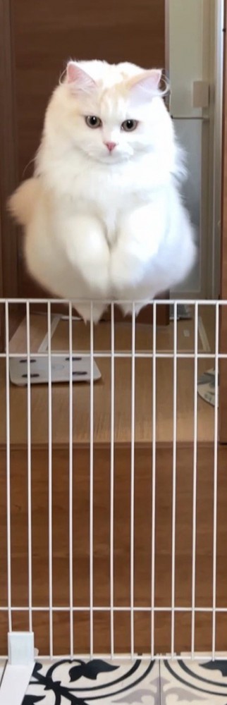 柵を跳び越えてキッチンに入る猫