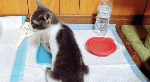 ウェットフードを食べる子猫