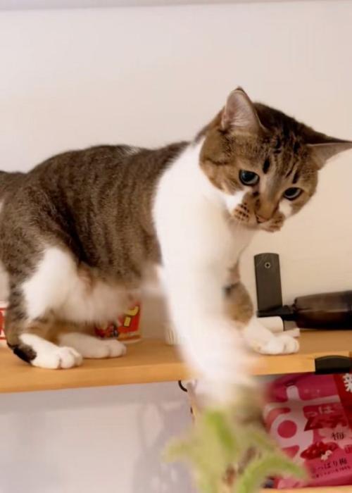 伸ばす猫