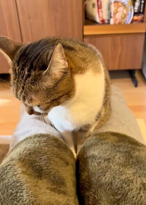 横を向く猫