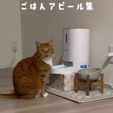 食器のそばに座る猫