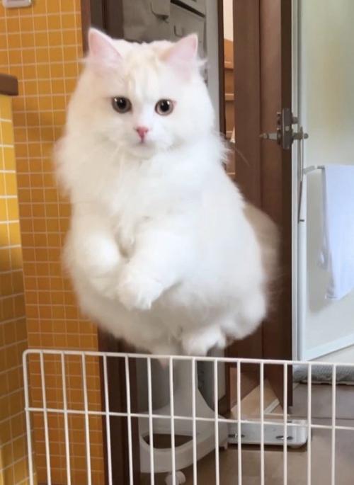 高くジャンプして柵を跳び越える猫