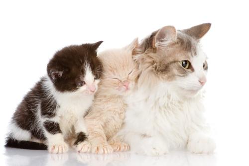 成猫と2匹の子猫