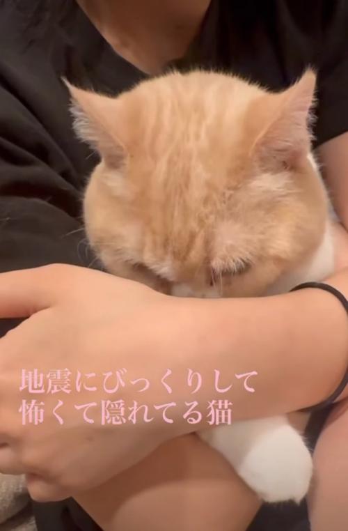 俯く猫