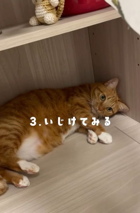 棚の下で横になる猫