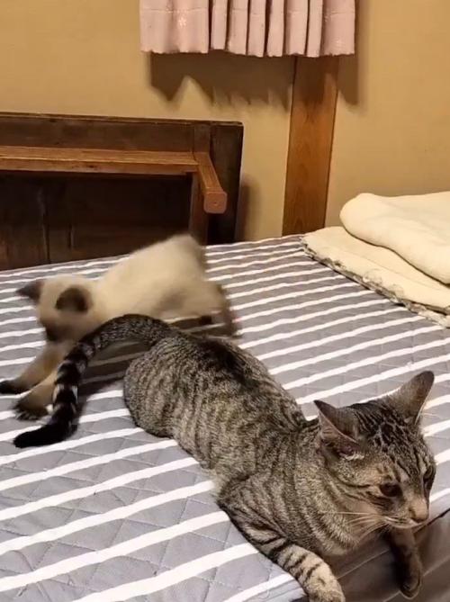 動くサバトラ猫のしっぽを追いかけるシャム猫