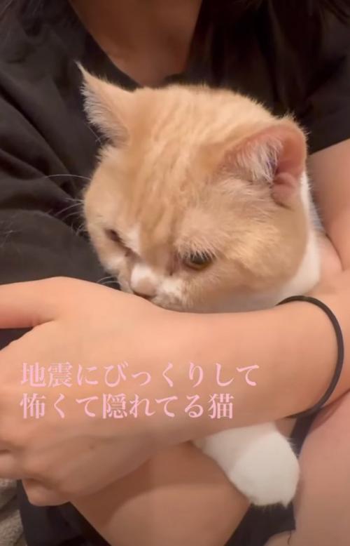 横を向く猫