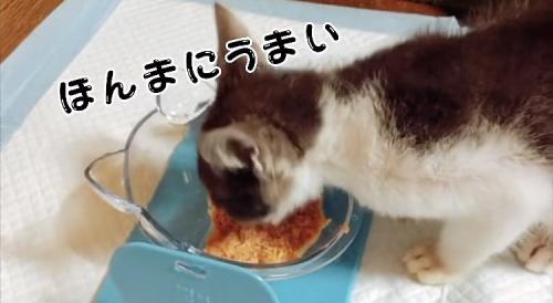 喋りながらウェットフードを食べる子猫