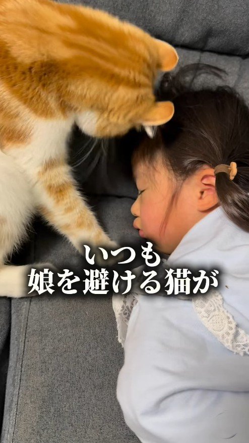 眠る娘を見つめる猫