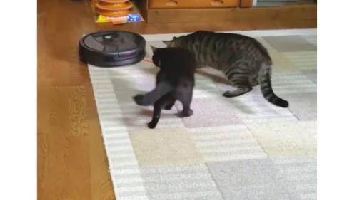 猫とロボット掃除機