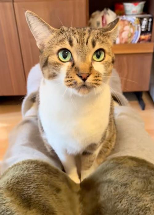 見開く猫