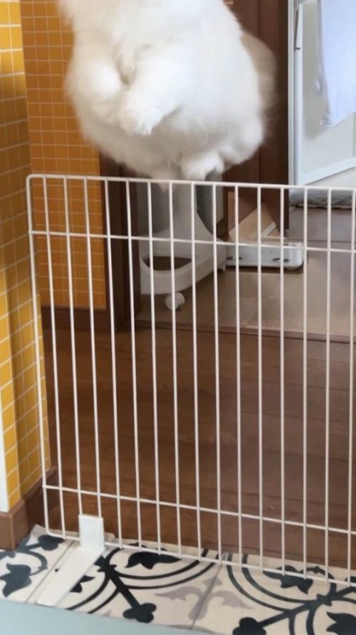 柵を跳び越える猫