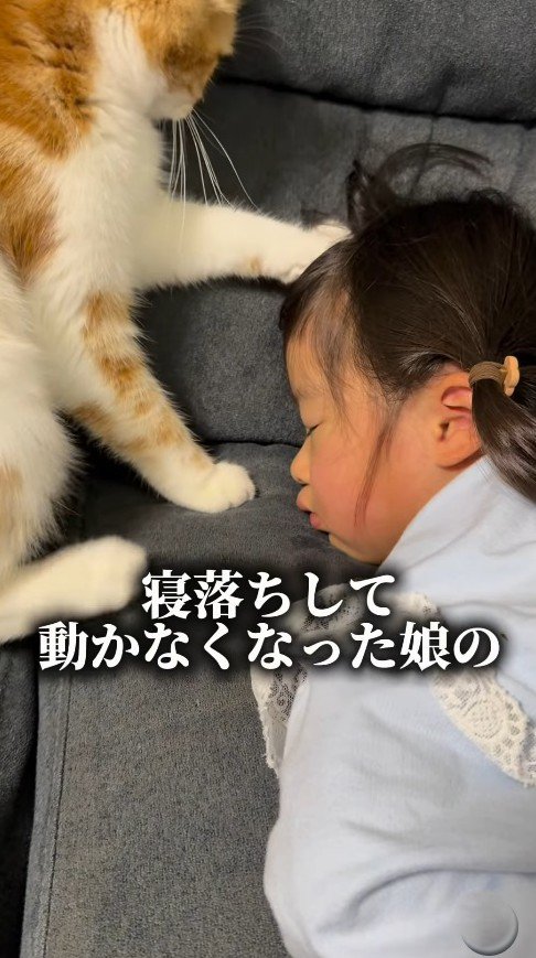 前足をそっと頭に添える猫