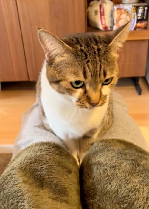 動かない猫