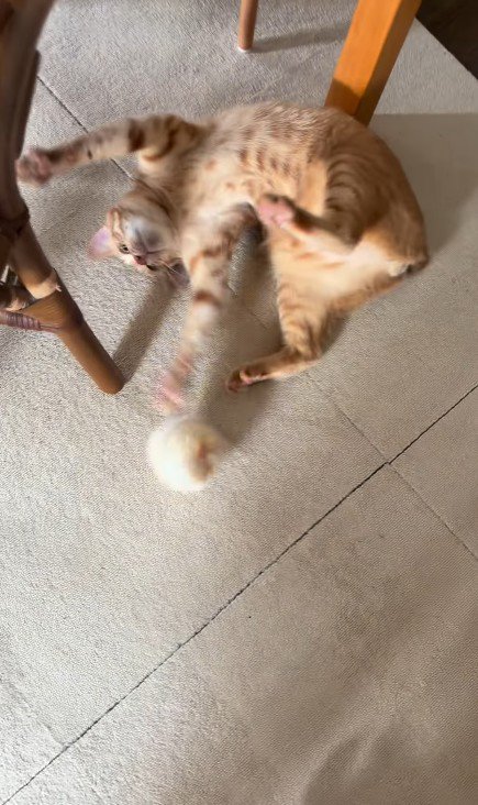 仰向けの猫