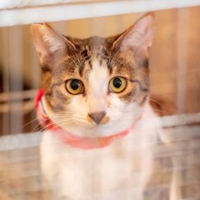 ペットショップにいる『売れ残りの猫』の行く末とは？不幸な猫を増やさないために私たちにできること3つ