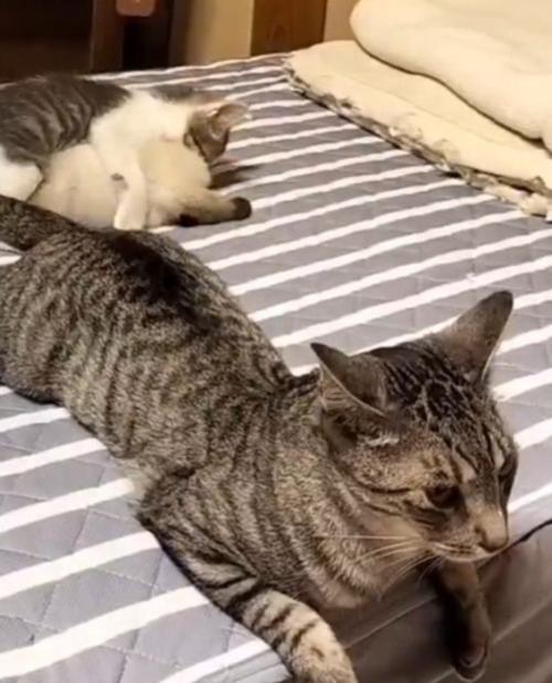 じゃれついている子猫たちのそばでしっぽを振り続けるサバトラ猫
