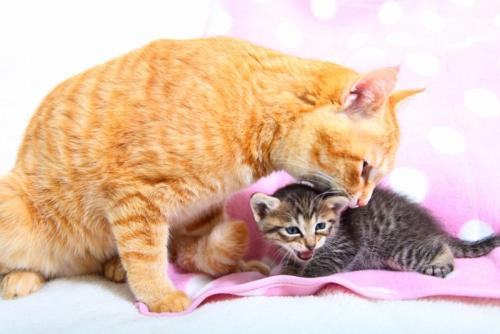 子猫を舐める母猫