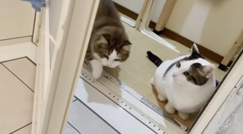 お風呂の入り口にいる猫