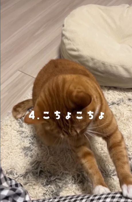 前足を伸ばす猫