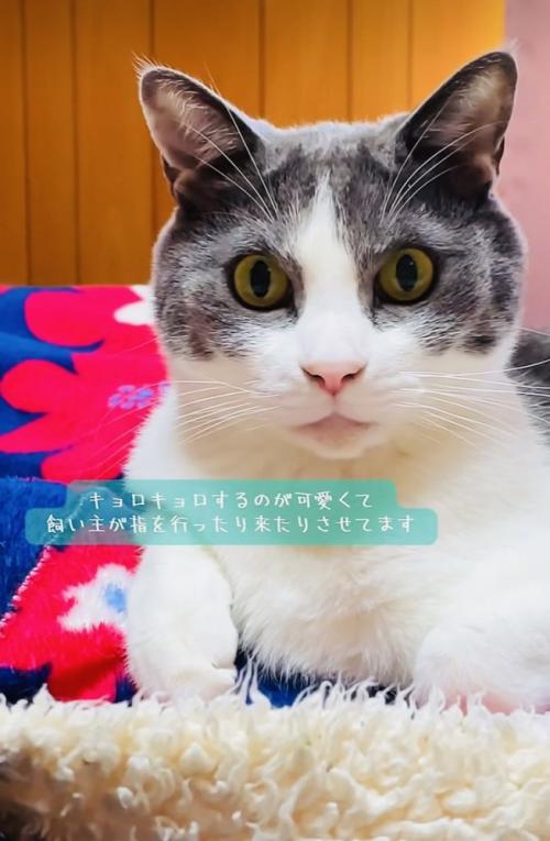 飼い主さんの指の動きを目で追いかけるハチワレ猫