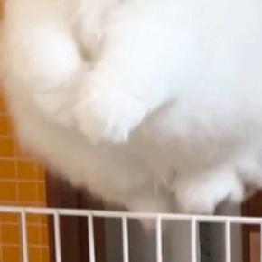 飼い主のもとに行きたくて『柵を飛び越えたネコ』→顔をよく見ると…尊すぎる瞬間に２万いいね「本物のエンジェルだ」「むちゃくちゃ可愛い」