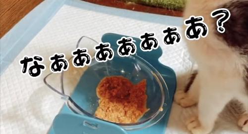 ウェットフードを食べて雄叫びを上げる子猫