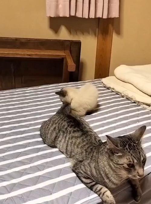 サバトラ猫のしっぽに抱きつくシャム猫
