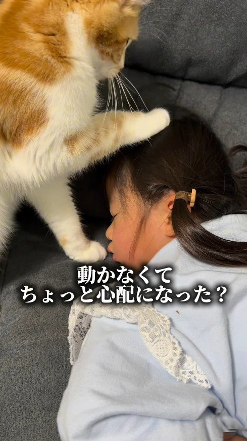 再び頭に前足を添える猫