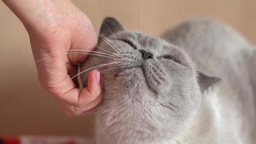 顎の下を撫でられている猫