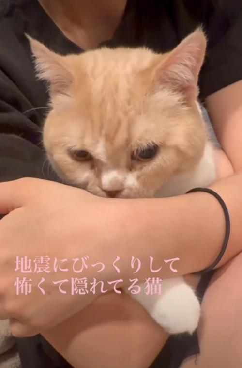 顔を上げる猫
