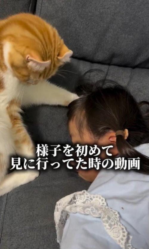 耳が反り返っている猫