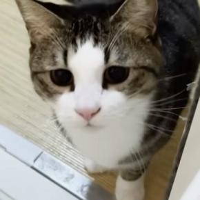 お父さんが『お風呂』に入ると、猫たちが次々にやってきて…思わず笑ってしまう光景が41万再生「なんて優しいのｗ」「もう幸せすぎるね」