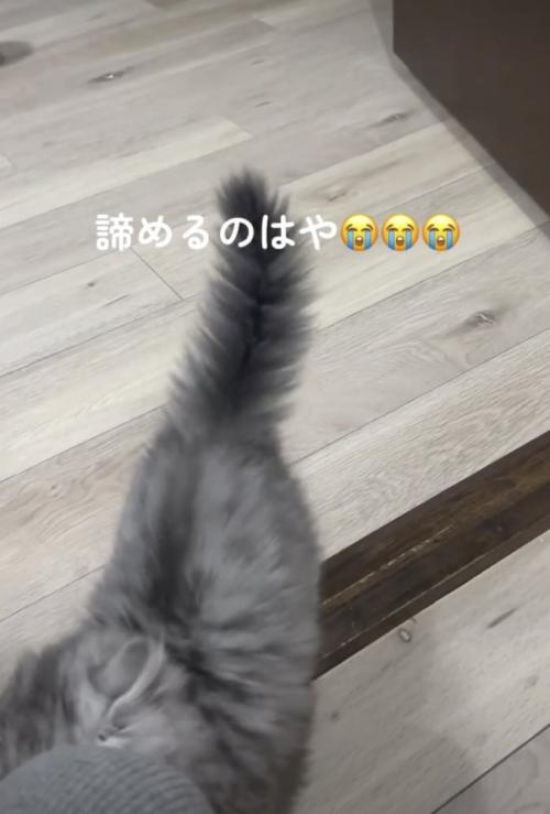 飼い主の元へいく子ネコ
